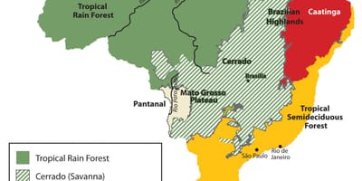 地図のブラジルでの植生